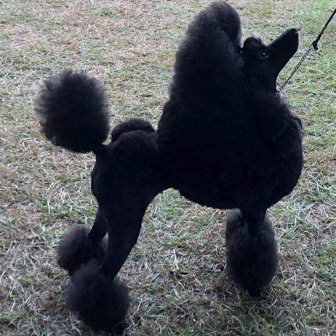 Black Miniature Poodle in a Continental Trim confidently looking up.