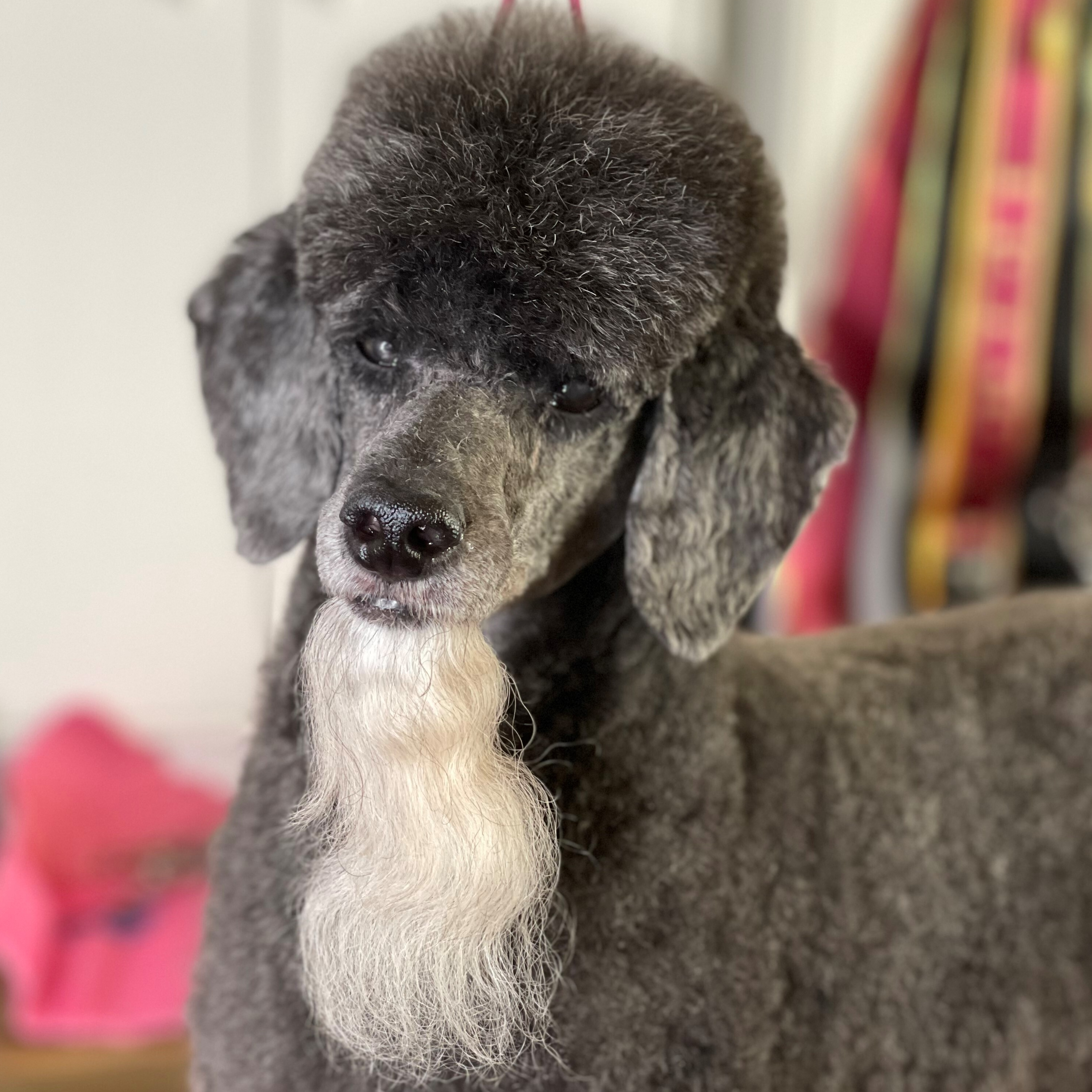 Miniature Poodle with a German Trim featuring a white goatee recently cut by Andis groomer.