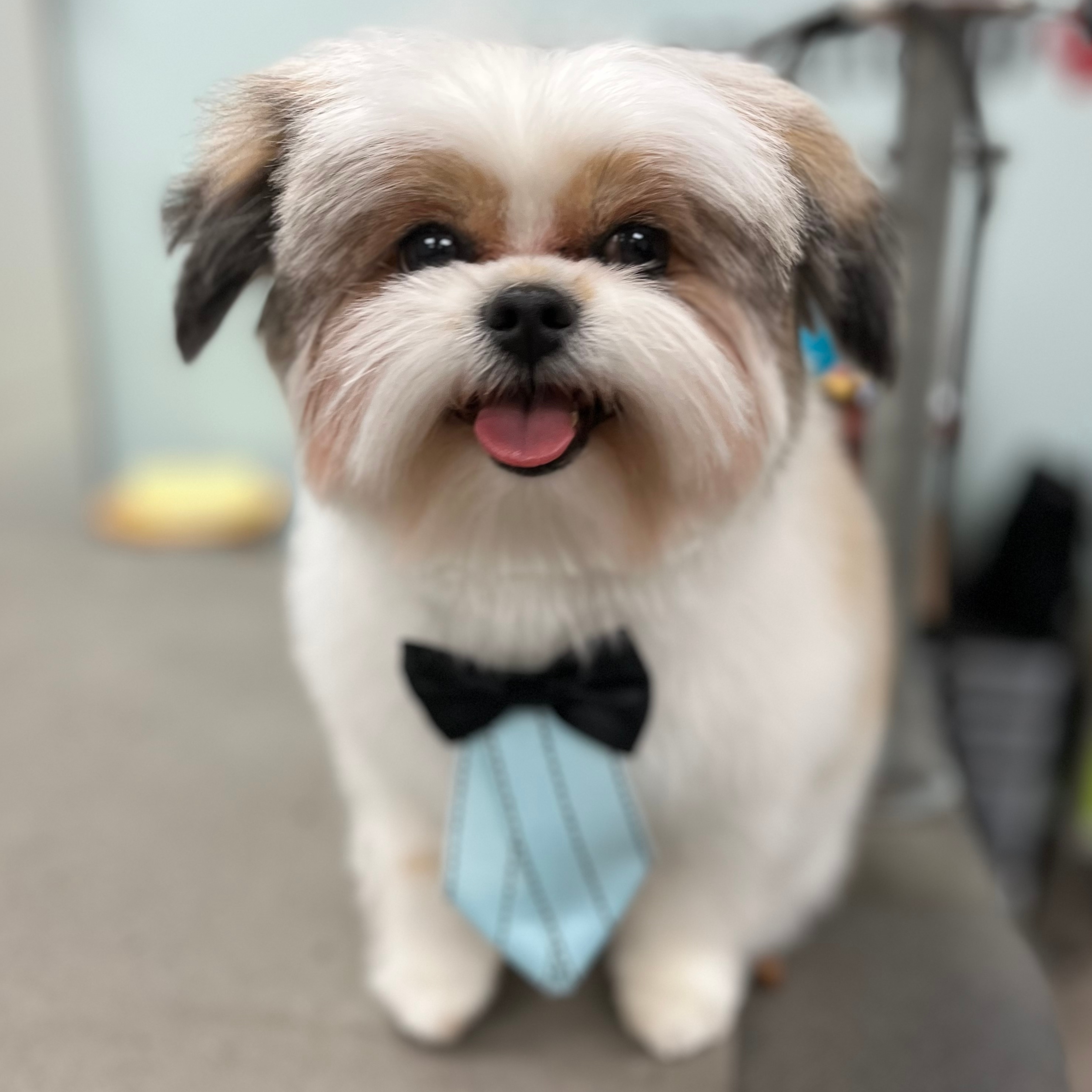 Shih Tzu ready for a night out, all groomed with Andis clippers, wearing a tie.
