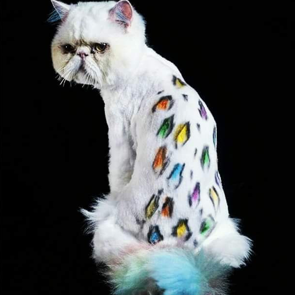 White Persian cat groomed with Andis tools to show off a colorful cheetah design down it’s back.
