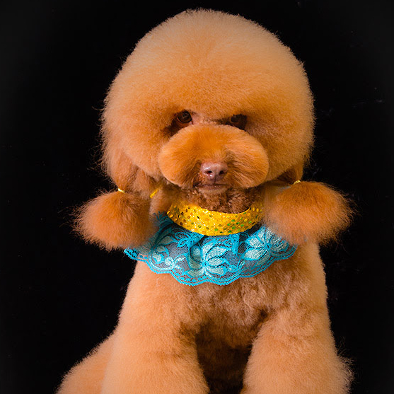 Cute Red Poodle wearing a ruffled collar in an Asian Fusion Trim groomed with Andis clippers.