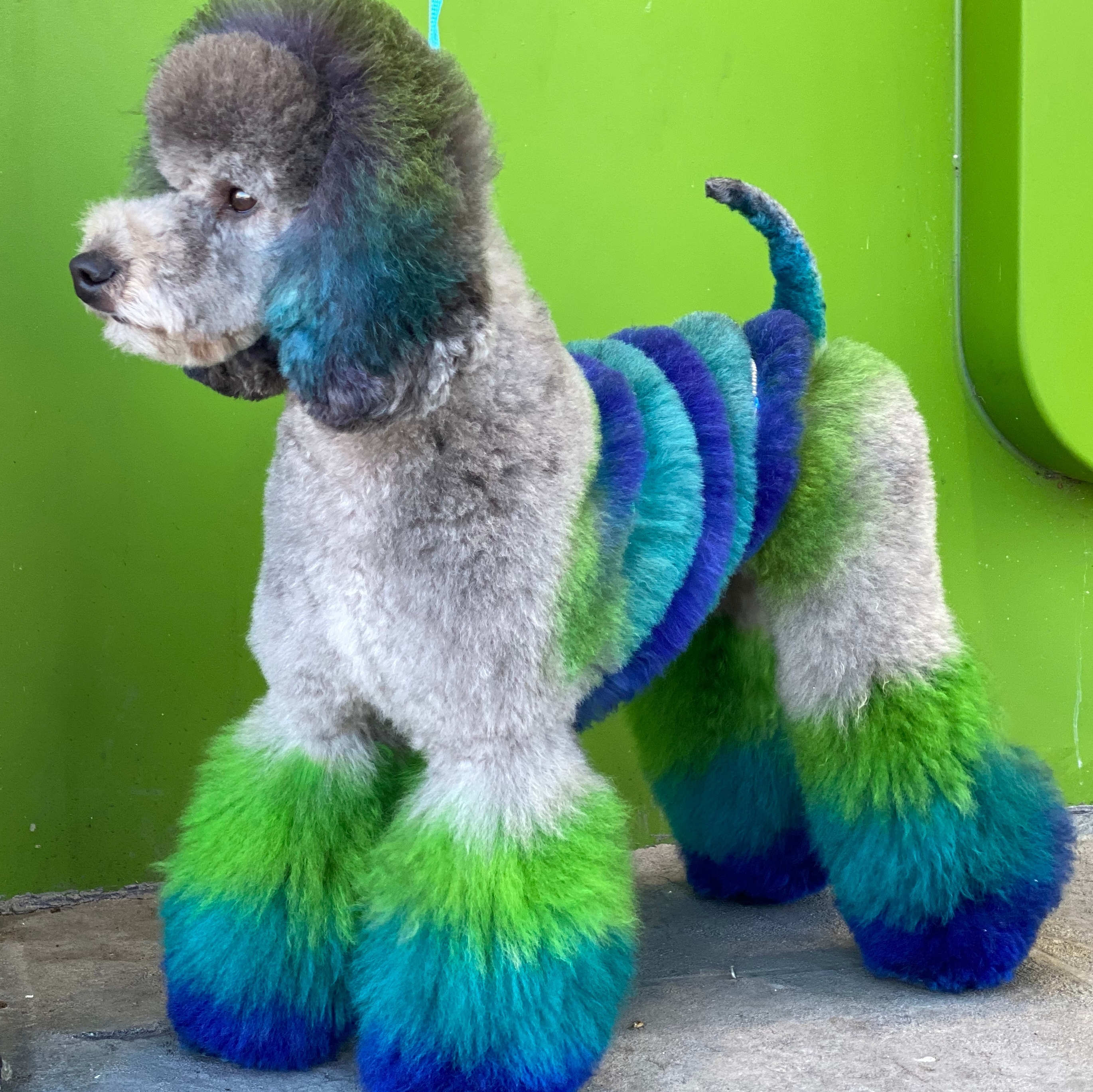 Silver poodle featuring a spiral design with blue and green colorful accents on paws and waist.