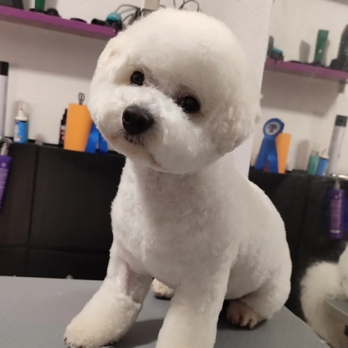 Bichon Frise with a pet trim sitting on a grooming table after being groomed by Andis groomers.